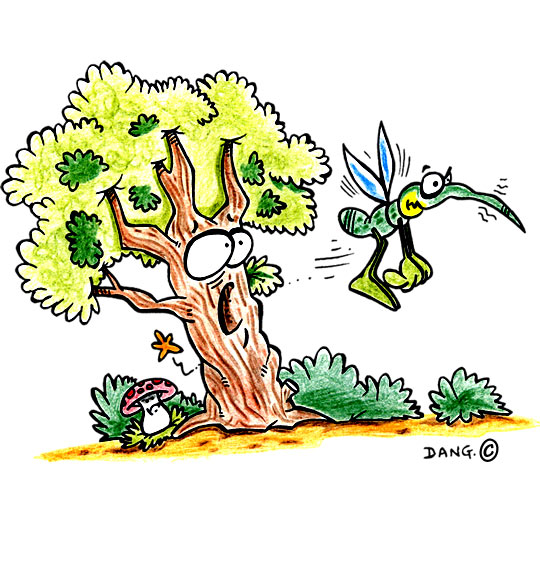 Dessin Petit moustique pique l'arbre, illustrateur Dang