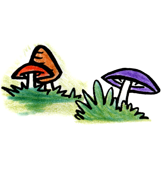 Dessin Promenons-nous dans les bois, trois champignons, illustrateur Dang